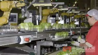 68臺工業機器人日處理55萬棵蔬菜，傳統蔬菜工人面臨轉型挑戰