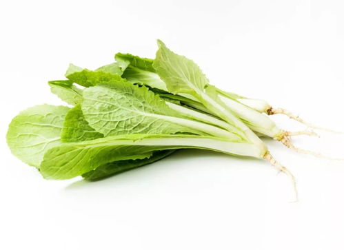 應季養生｜冬季餐桌必備 這幾種時令蔬菜不僅營養豐富，還能增強抵抗力