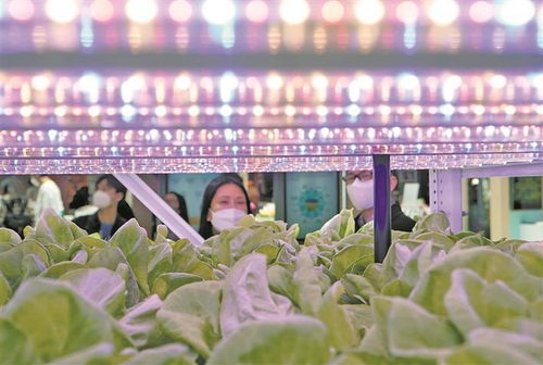 AI在苗木農業中的革新應用