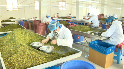 【鄉(xiāng)村行·看振興】高臺(tái) 脫水蔬菜走俏國際市場(chǎng)，特色產(chǎn)業(yè)賦能鄉(xiāng)村振興