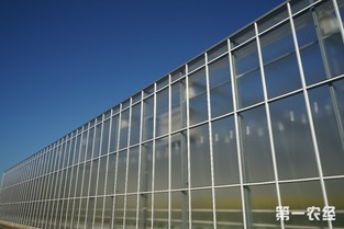 歸園新農(nóng)人 80末“富二代”留學(xué)歸來，打造歐荷生態(tài)小番茄的綠色夢(mèng)想