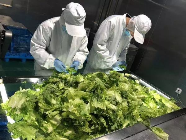 振興動(dòng)態(tài) | 新品種引領(lǐng)餐桌革命，萬(wàn)科農(nóng)業(yè)以即食蔬菜打開(kāi)市場(chǎng)新藍(lán)海